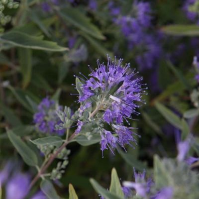 Кариоптерис кландонский Ферндаун - Dolina-Sad.Ru