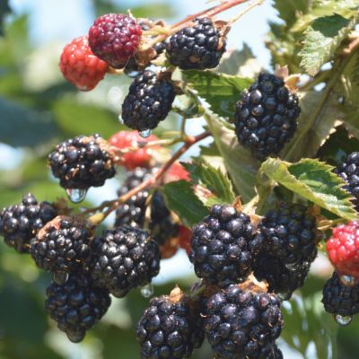 Ежевика Гималаи - Dolina-Sad.Ru