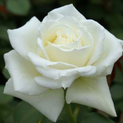 Роза Тинеке Роза Тинеке - Dolina-Sad.Ru