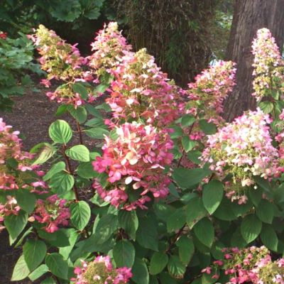 Гортензия метельчатая Руби, С2 Гортензия метельчатая Руби, С2 - Dolina-Sad.Ru