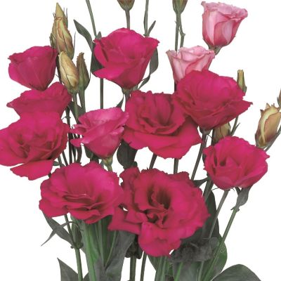 Эустома Вишенка F1, гранул. пробирка Эустома Вишенка F1, гранул. пробирка - Dolina-Sad.Ru