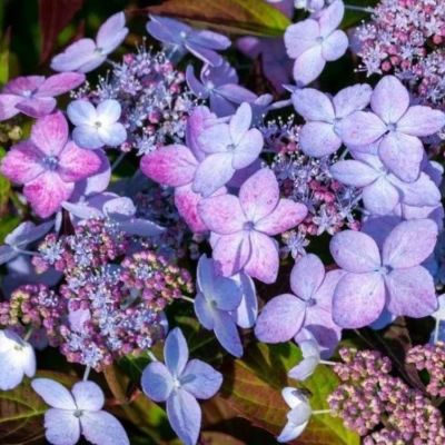 Гортензия пильчатая Морнинг Глори, С3 Гортензия пильчатая Морнинг Глори, С3 - Dolina-Sad.Ru