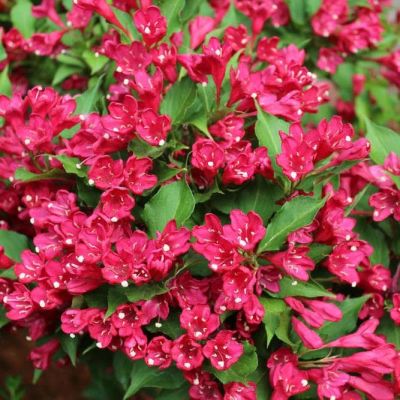 Вейгела Ред Принц Вейгела Ред Принц фото