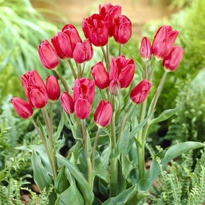 Тюльпан Мери Гоу Раунд Тюльпан Мери Гоу Раунд фото