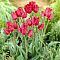 Тюльпан Мери Гоу Раунд Тюльпан Мери Гоу Раунд фото