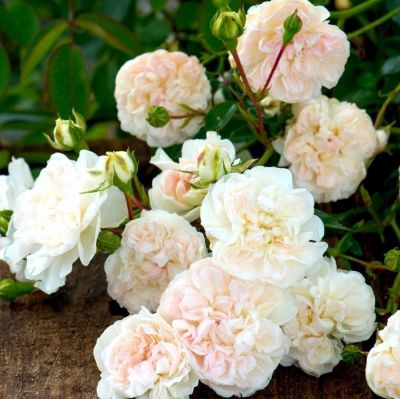 Роза Свани фото