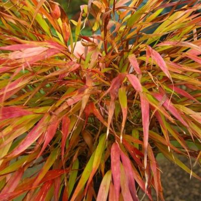 Хаконехлоя крупная Николя Хаконехлоя крупная Николя фото