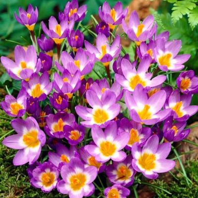 Крокус Сайбери Триколор Крокус Сайбери Триколор фото