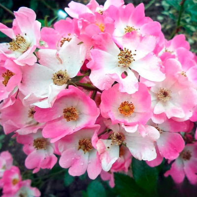 Роза Балерина Роза Балерина - Dolina-Sad.Ru