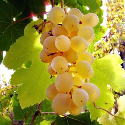Виноград Розово-Янтарный Виноград Розово-Янтарный - Dolina-Sad.Ru