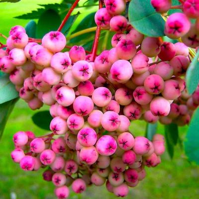 Сладкоплодная рябина Пинк Сладкоплодная рябина Пинк фото