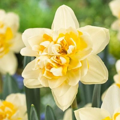 Нарцисс Пич Кобблер Нарцисс Пич Кобблер фото