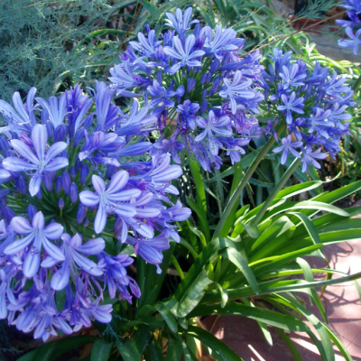 Агапантус Блю Агапантус Блю фото