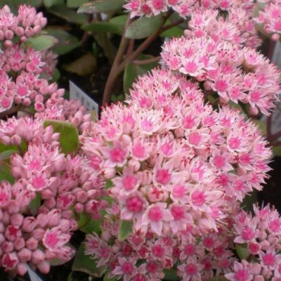 Седум Седакшн Пинк Пазишн Седум Седакшн Пинк Пазишн - Dolina-Sad.Ru