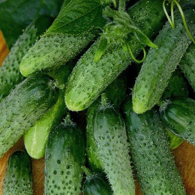 Огурец Теща F1 корнишон автор. Огурец Теща F1 корнишон автор. - Dolina-Sad.Ru