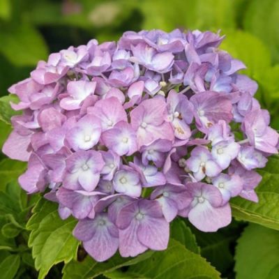 Гортензия крупнолистная Свит Липс, С2 - Dolina-Sad.Ru