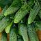 Огурец Теща F1 корнишон автор. Огурец Теща F1 корнишон автор. - Dolina-Sad.Ru