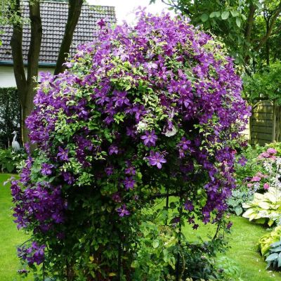 Клематис Полиш Спирит Клематис Полиш Спирит фото