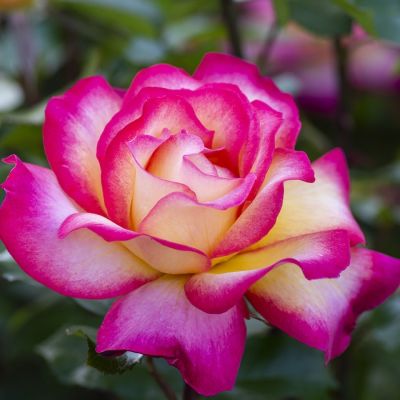 Роза штамбовая Рэинбов Сорбет - Dolina-Sad.Ru