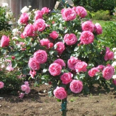 Роза Штамбовая Леонардо Да Винчи Роза Штамбовая Леонардо Да Винчи - Dolina-Sad.Ru