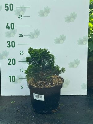 Кипарисовик туполистный Нана Грацилис, С3 Кипарисовик туполистный Нана Грацилис, С3 - Dolina-Sad.Ru