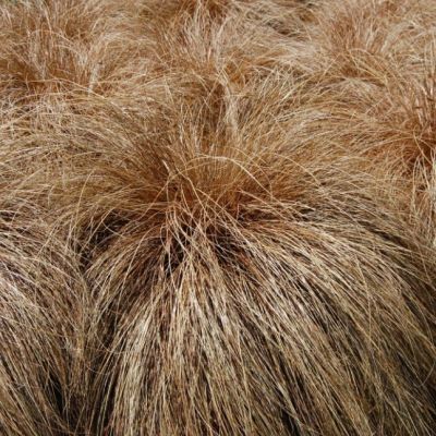 Осока Власовидная Бронз Форм Осока Власовидная Бронз Форм фото