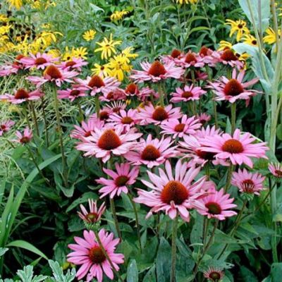 Эхинацея пурпурная Зе Кинг - Dolina-Sad.Ru
