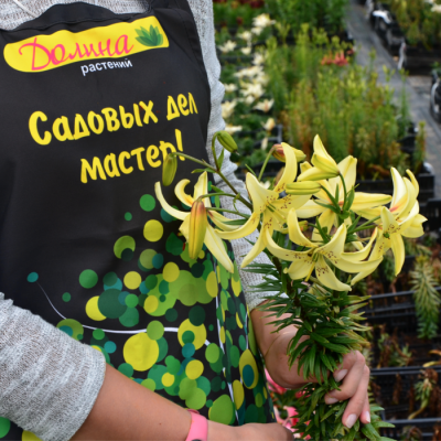 Лилия Уайт Твинкл Лилия Уайт Твинкл - Dolina-Sad.Ru