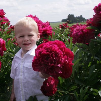 Пион Пол М. Уайлд Пион Пол М. Уайлд фото