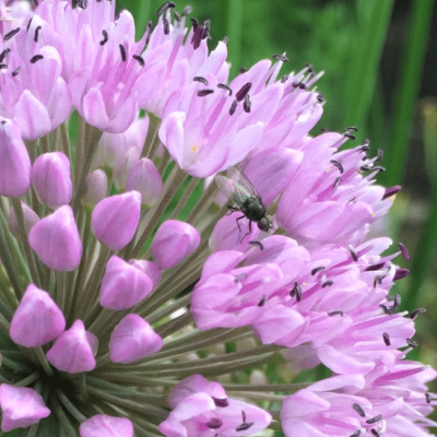 Аллиум Розеум фото