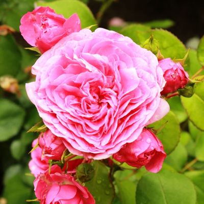 Роза Баронесса фото