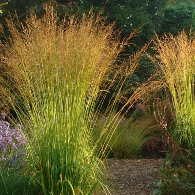 Молиния тростниковая Скайрейсер - Dolina-Sad.Ru