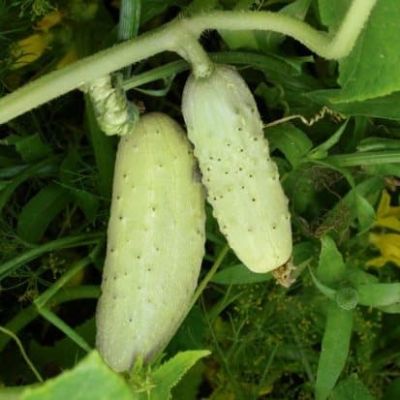 Огурец Белый ангел F1 Огурец Белый ангел F1 фото