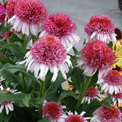 Эхинацея Строберри энд Крим Эхинацея Строберри энд Крим фото