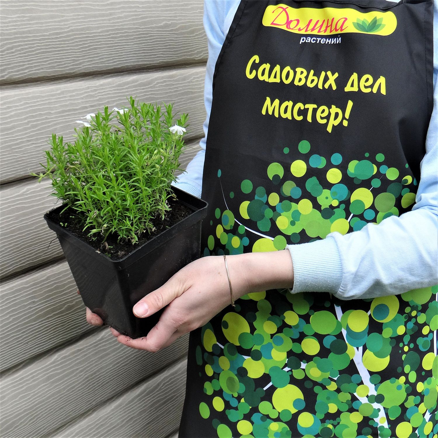 Флокс шиловидный Вайт Делайт Флокс шиловидный Вайт Делайт фото