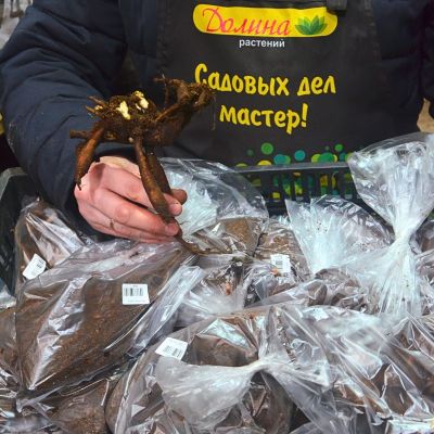 Пион Осло Пион Осло - Dolina-Sad.Ru