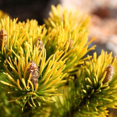 Сосна горная Голден Глоу Сосна горная Голден Глоу фото