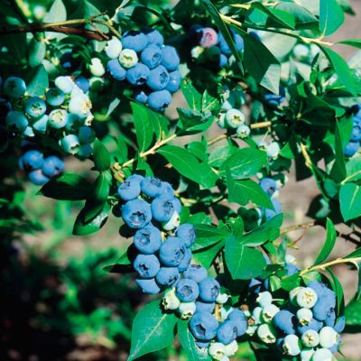 Голубика Чандлер Голубика Чандлер - Dolina-Sad.Ru