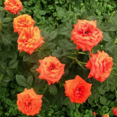 Роза Оранж Мини фото