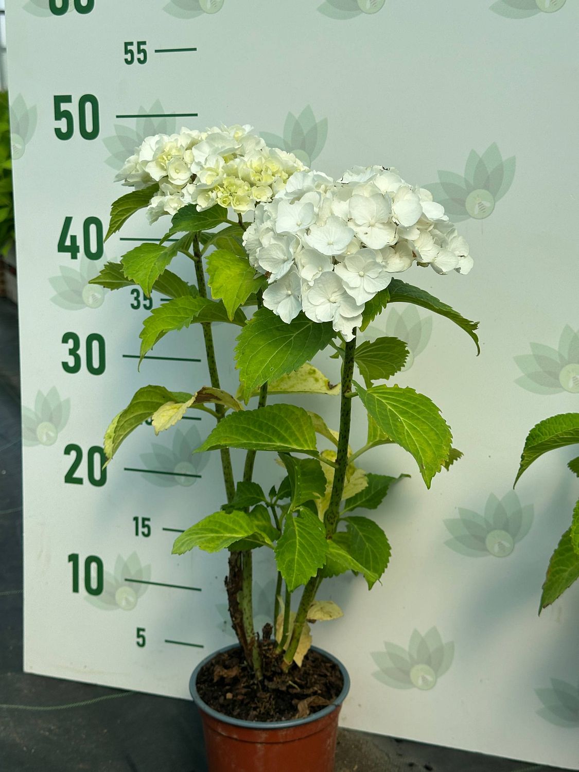 Гортензия крупнолистная Хай Кристал Пэлас - Dolina-Sad.Ru