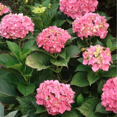 Гортензия крупнолистная Фройденштайн Гортензия крупнолистная Фройденштайн фото