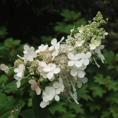 Гортензия метельчатая Тардива, С1,5 Гортензия метельчатая Тардива, С1,5 - Dolina-Sad.Ru