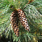 Сосна горная западная Сосна горная западная фото