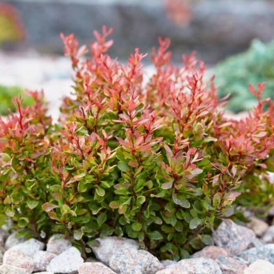 Барбарис Тунберга Голден Руби Барбарис Тунберга Голден Руби - Dolina-Sad.Ru