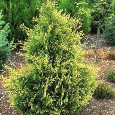 Туя западная Голден Тип, С3 Туя западная Голден Тип, С3 - Dolina-Sad.Ru