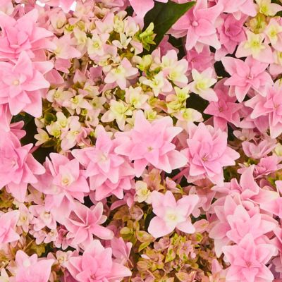 Гортензия крупнолистная Флориа Гортензия крупнолистная Флориа - Dolina-Sad.Ru