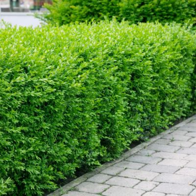 Бирючина обыкновенная, С3 - Dolina-Sad.Ru