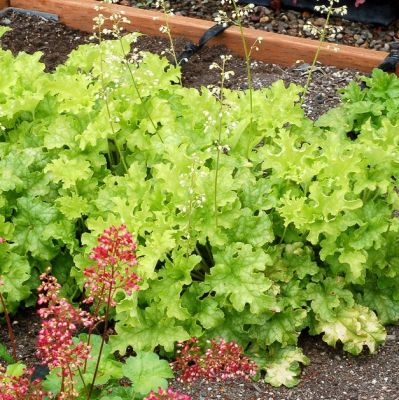 Гейхера Лайм Раффлз Гейхера Лайм Раффлз - Dolina-Sad.Ru