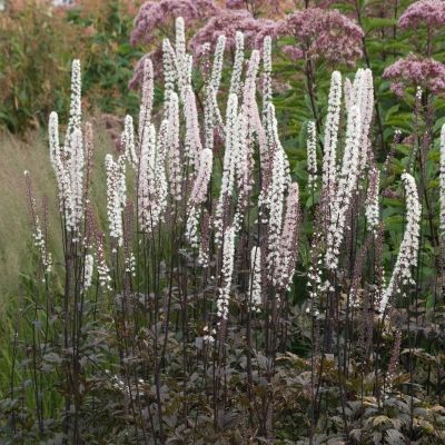 Воронец симплексная Атропурпуреа - Dolina-Sad.Ru