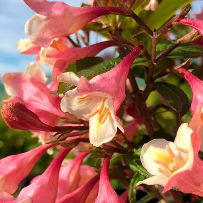 Вейгела Винтаж Лав Вейгела Винтаж Лав - Dolina-Sad.Ru